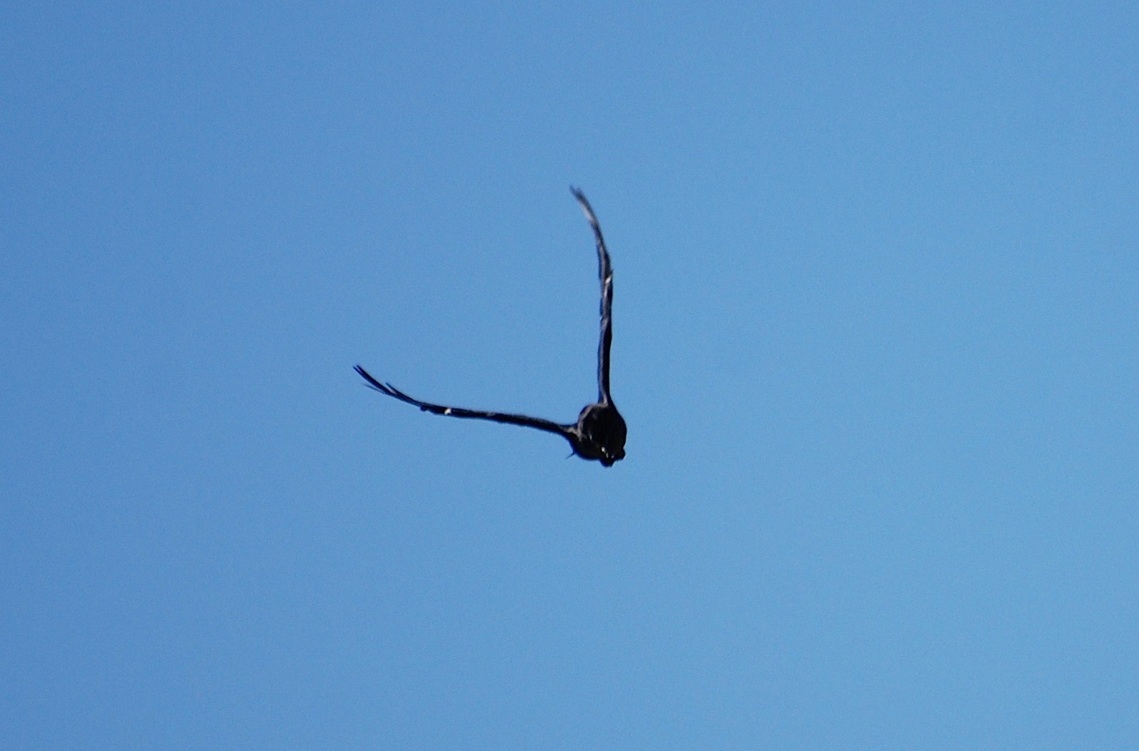 Corvus corax [gara di acrobazia (amorosa?)]